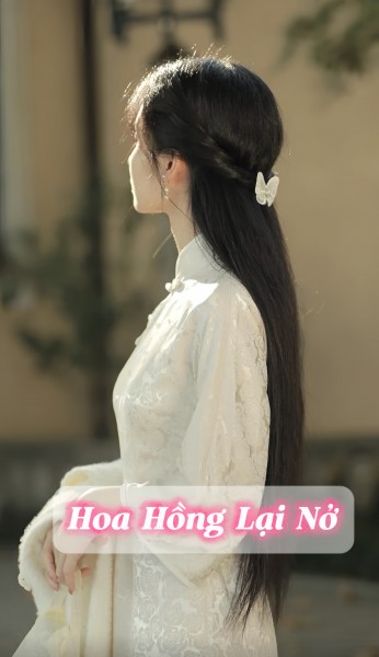 Hoa Hồng Lại Nở
